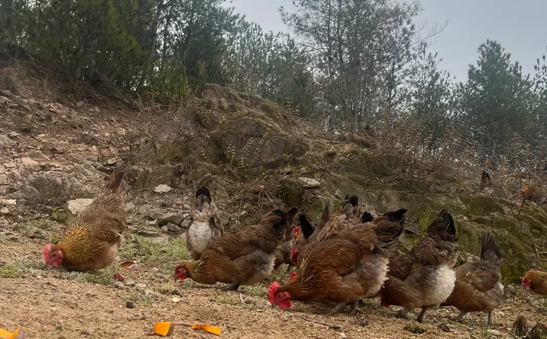 �Լ���ΪʲôҪѡ�������������治�ǡ���