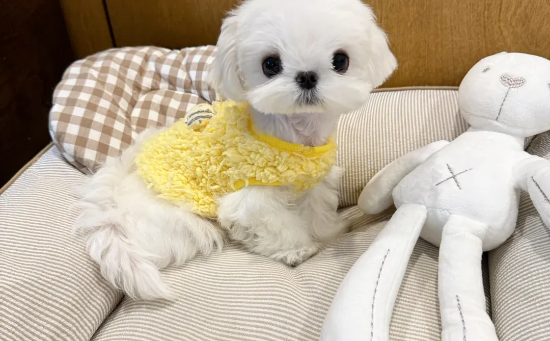 live图的平底锅?喜欢鸡蛋头的家长速来?