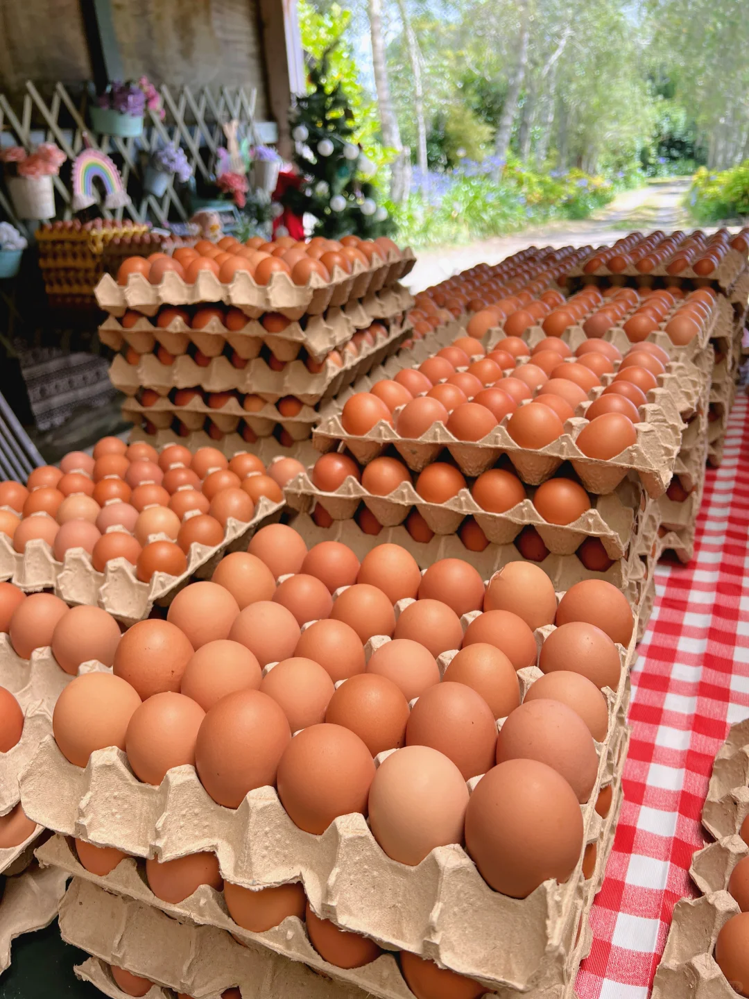 奥克兰散养草鸡蛋?比超市还便宜!12刀30个