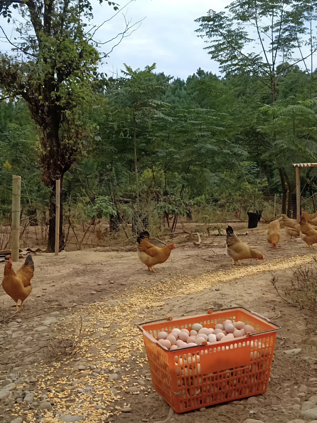 #生态农产品#土鸡蛋?