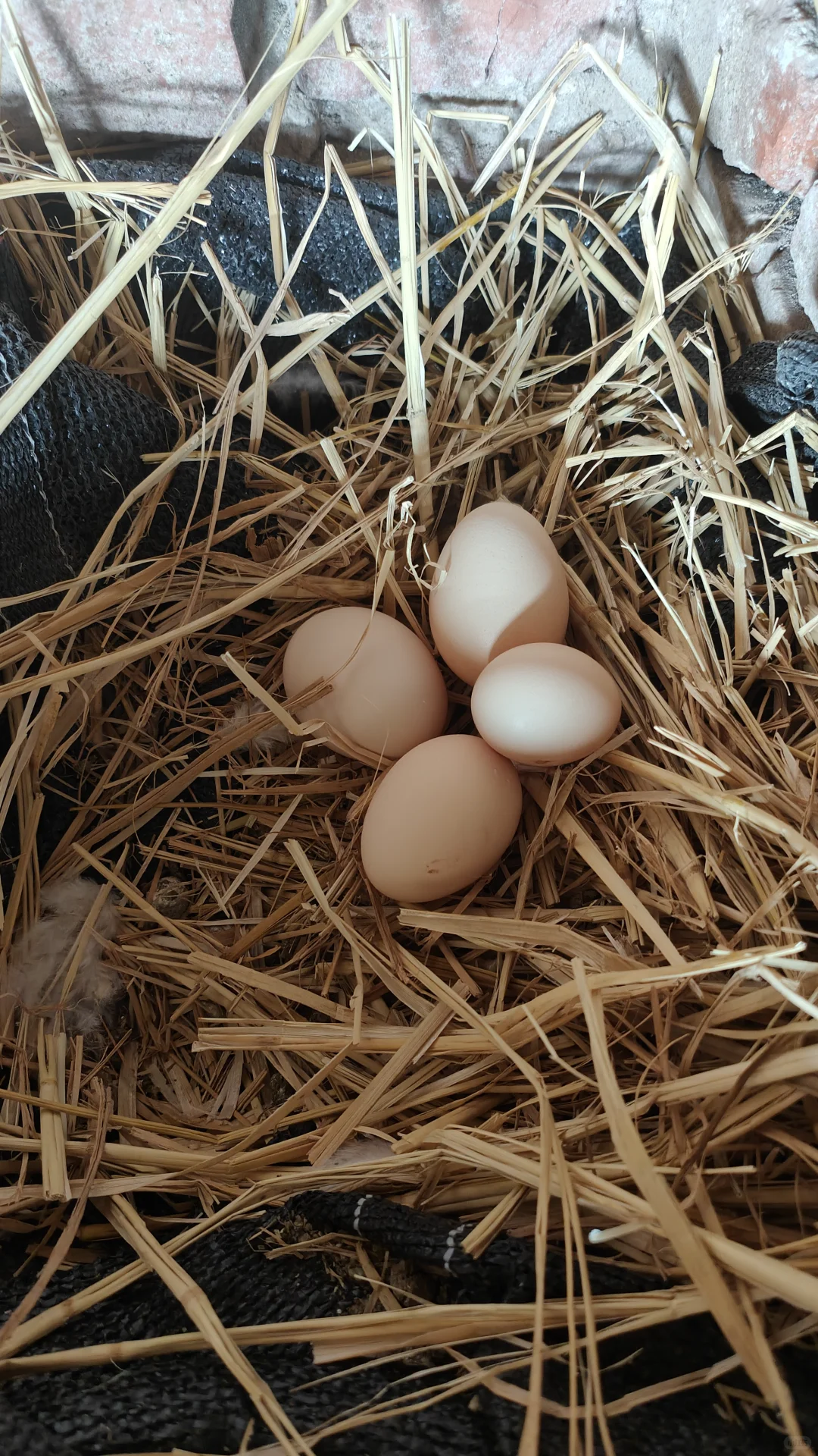 ʯ��ׯ��������