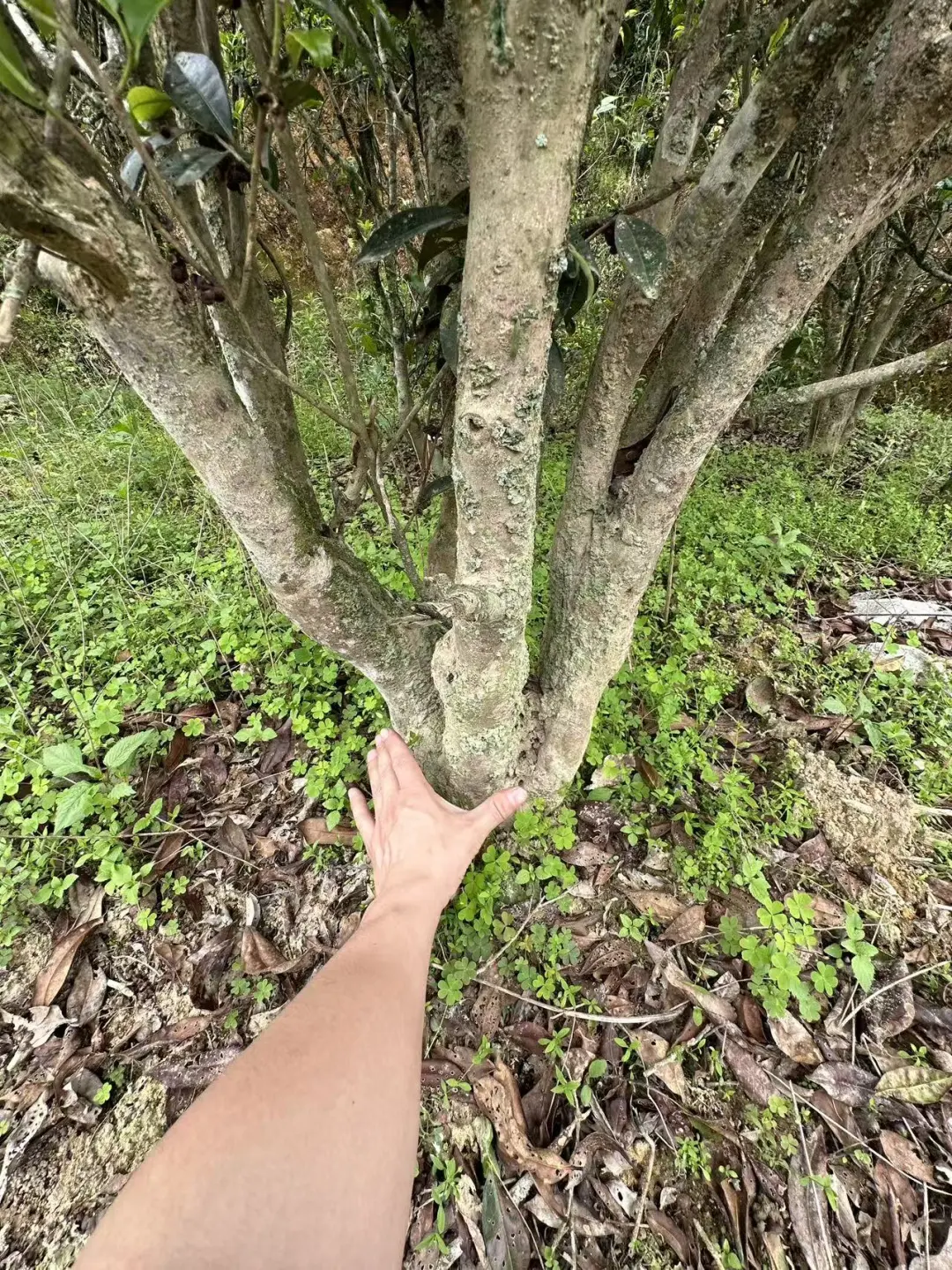 �����ݴ���Ҷ�ز����ȿ�??��ҶС�ױؿ�?