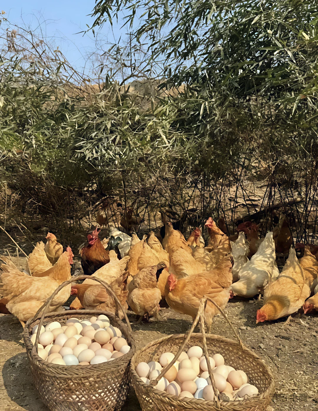 #生态农产品#土鸡蛋?