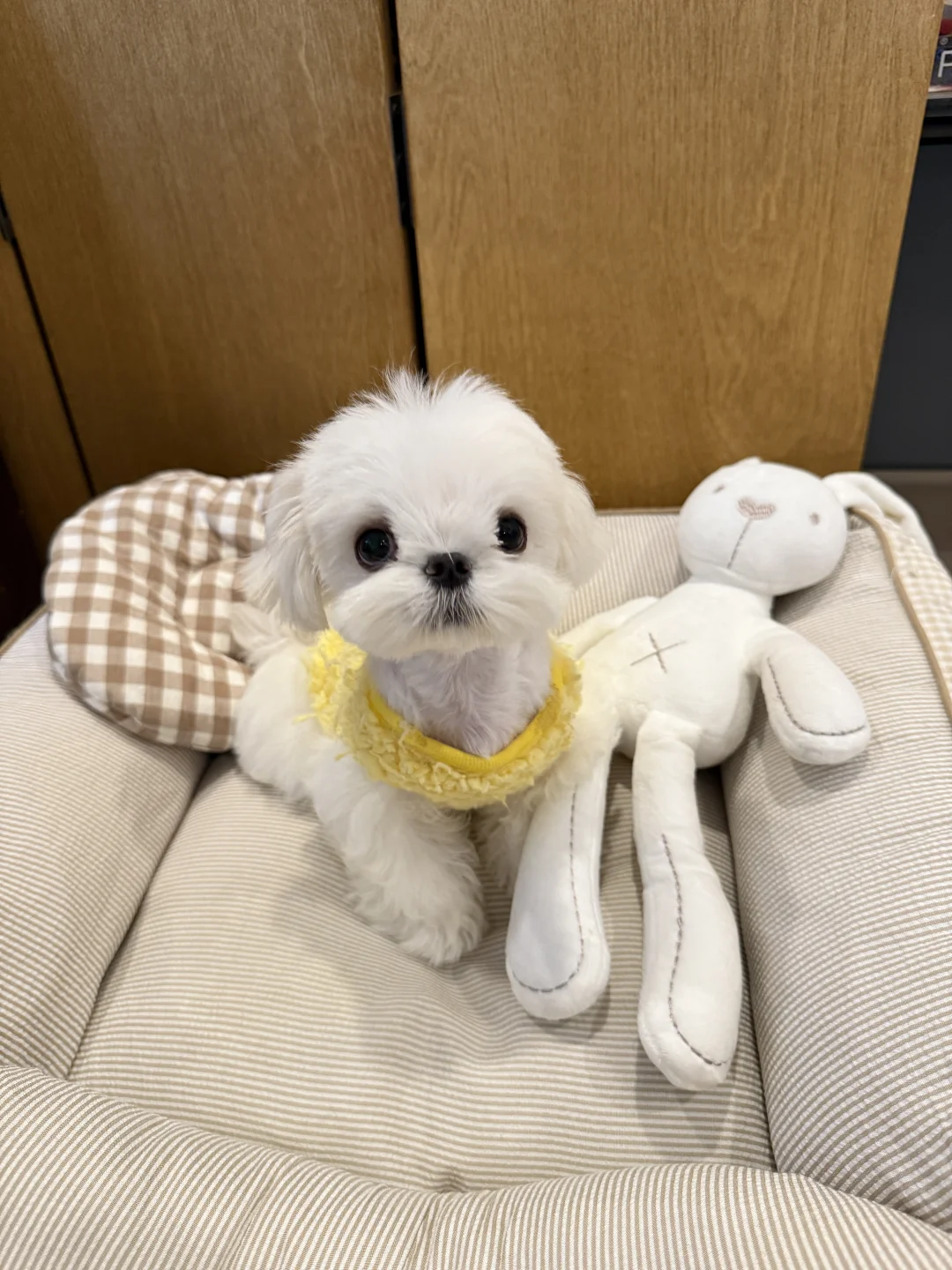 live图的平底锅?喜欢鸡蛋头的家长速来?