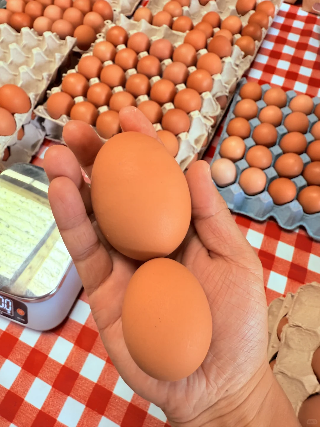 奥克兰散养草鸡蛋?比超市还便宜!12刀30个