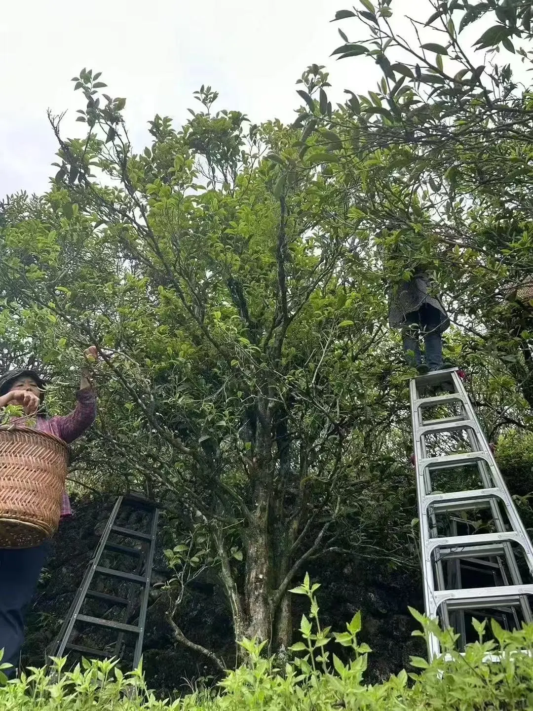 �����ݴ���Ҷ�ز����ȿ�??��ҶС�ױؿ�?