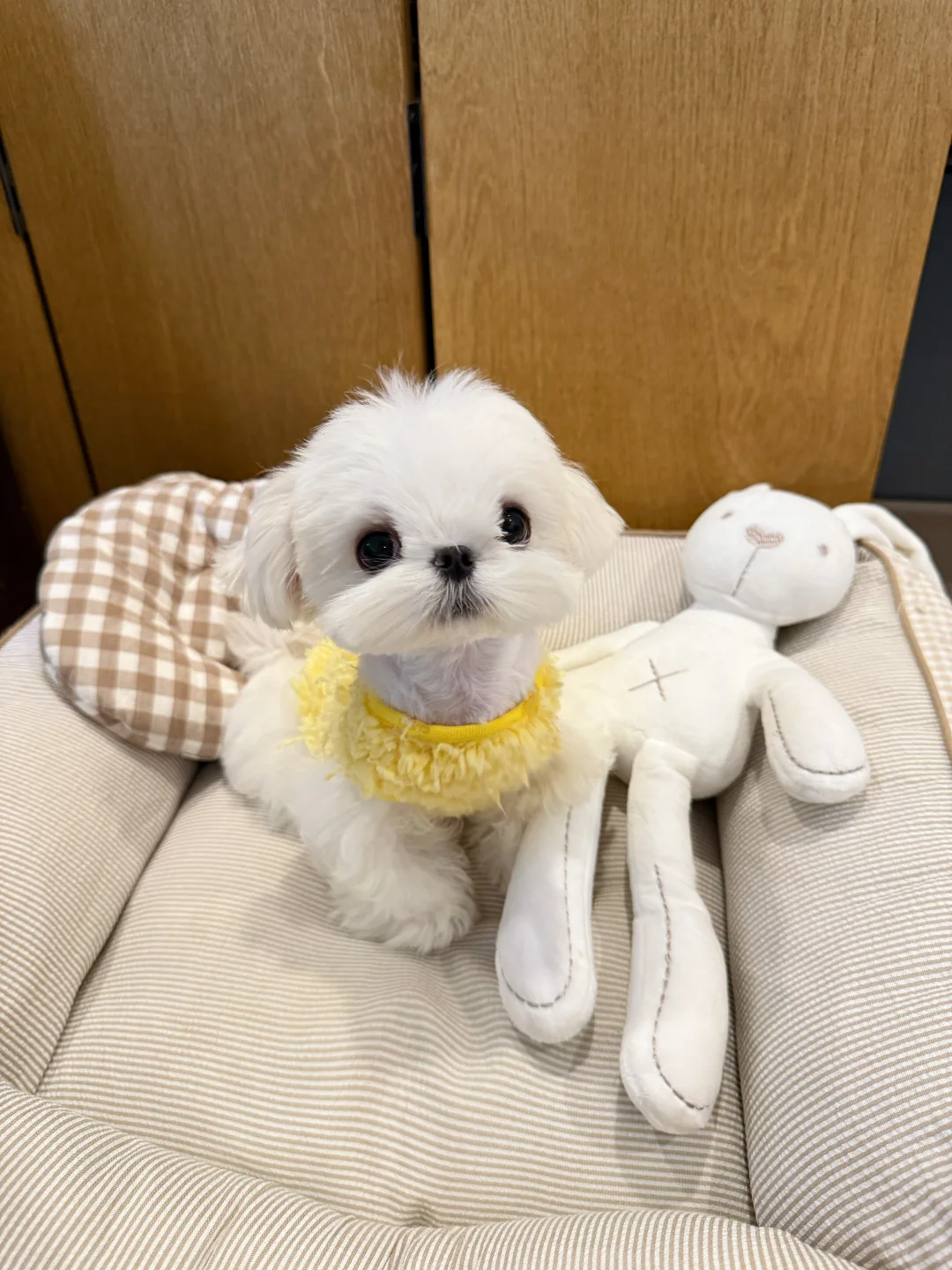 live图的平底锅?喜欢鸡蛋头的家长速来?