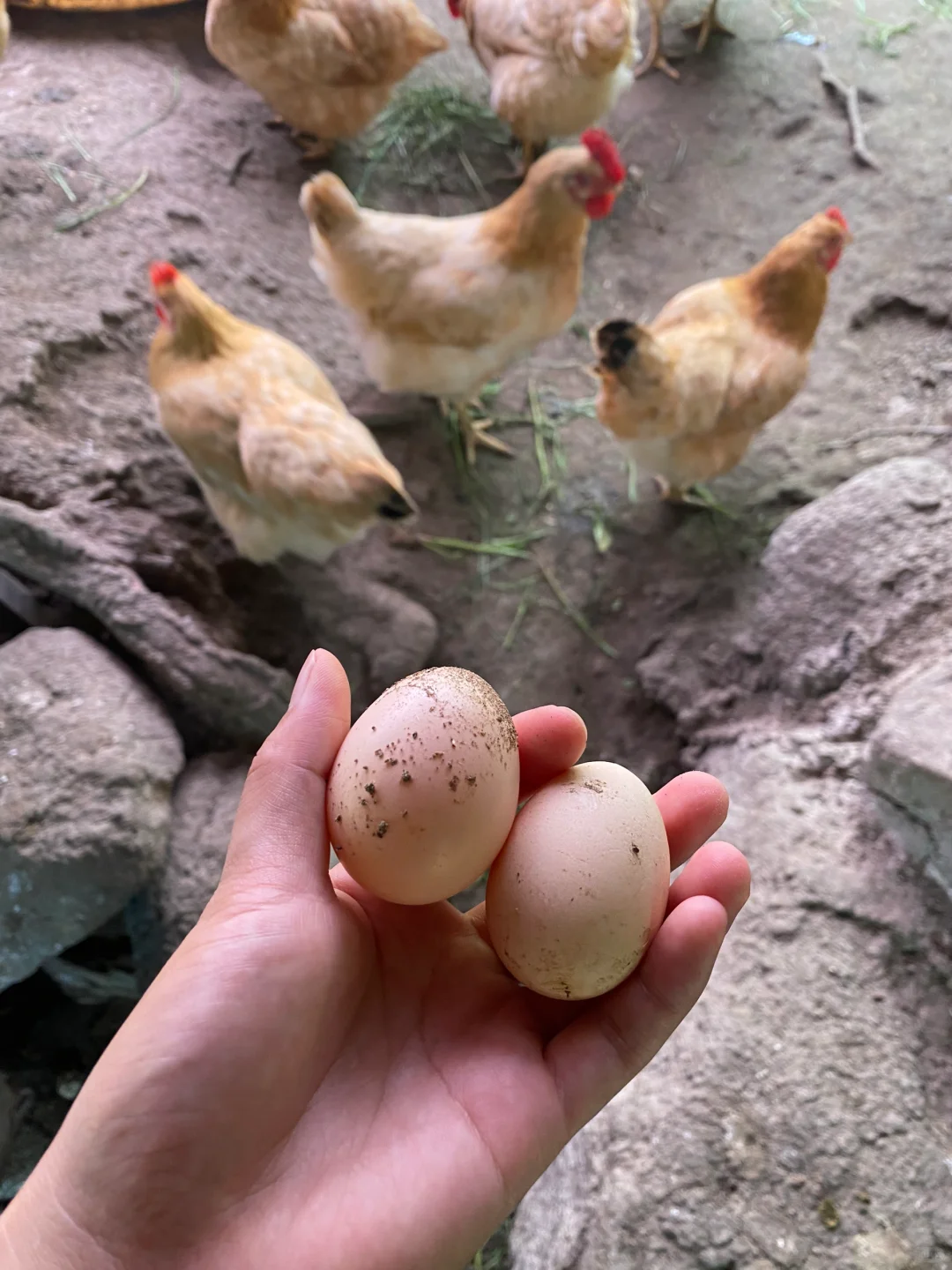 ����������������Ȥ�������