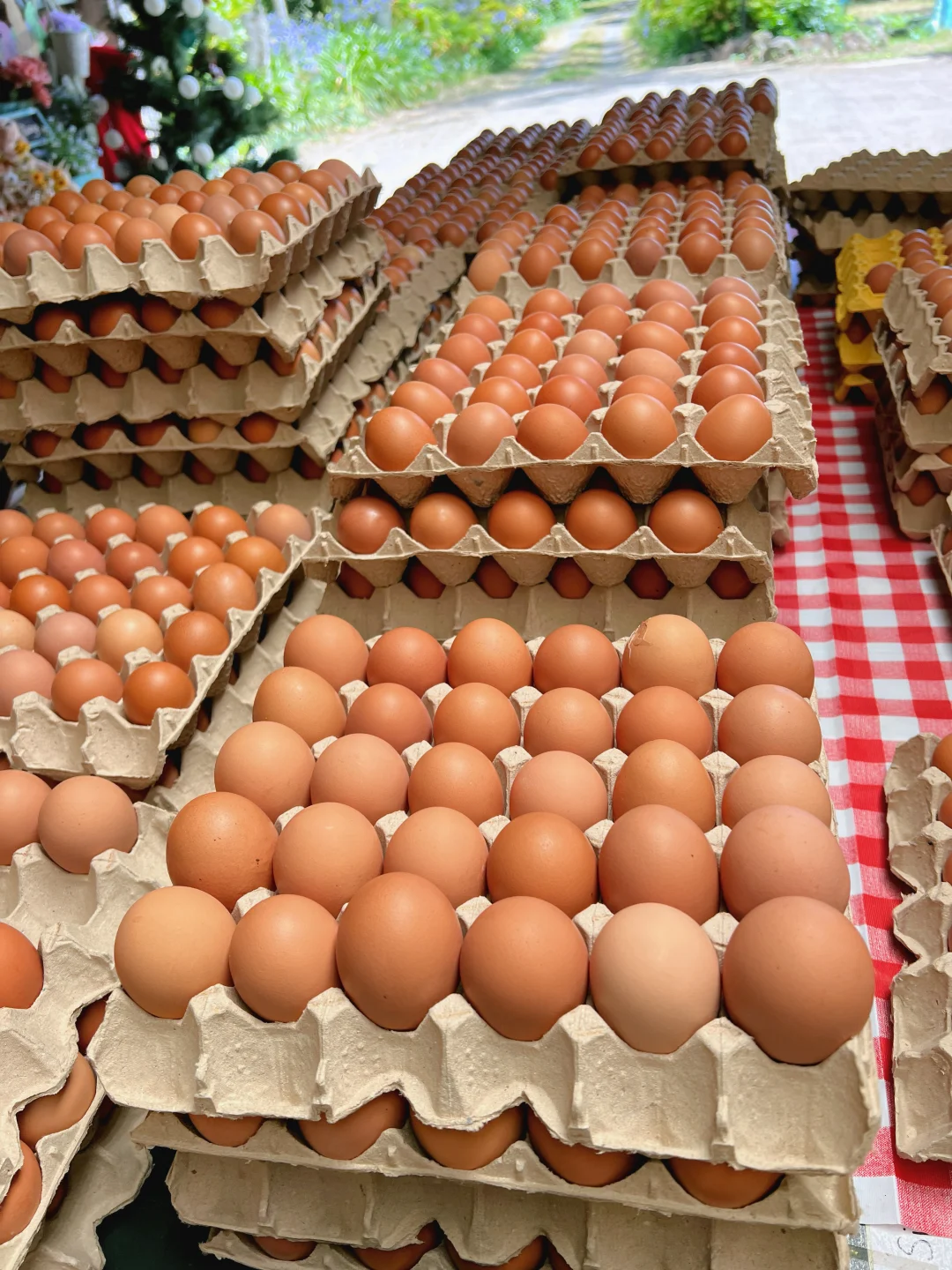 奥克兰散养草鸡蛋?比超市还便宜!12刀30个