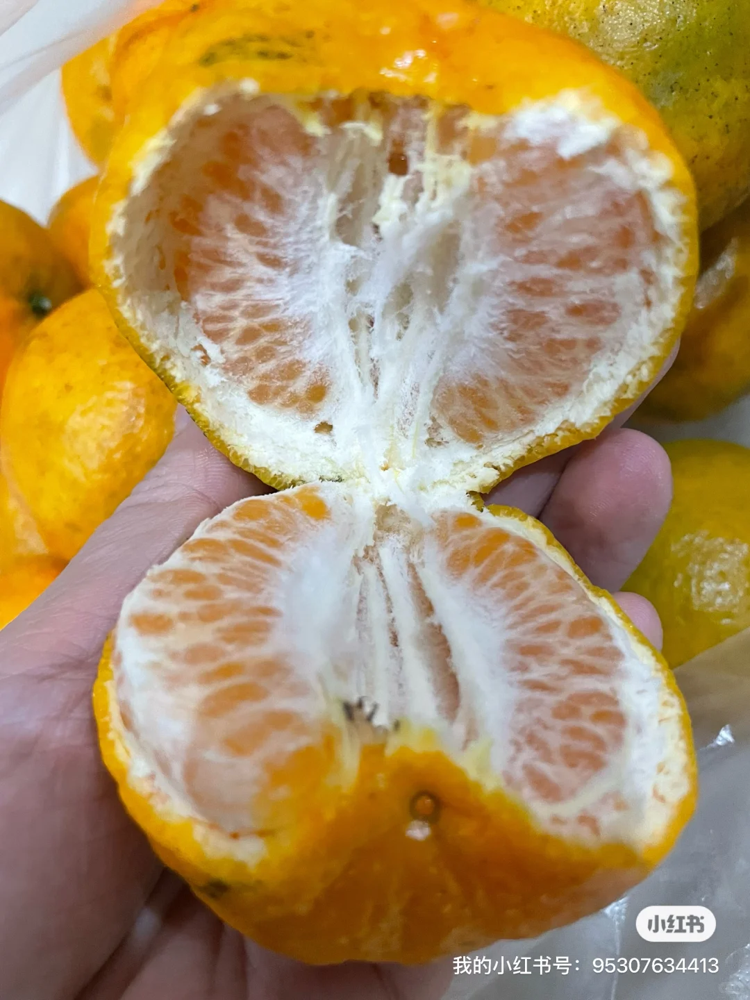 ��һͷ�����������ɱ�̫���ˣ����5200Ԫ