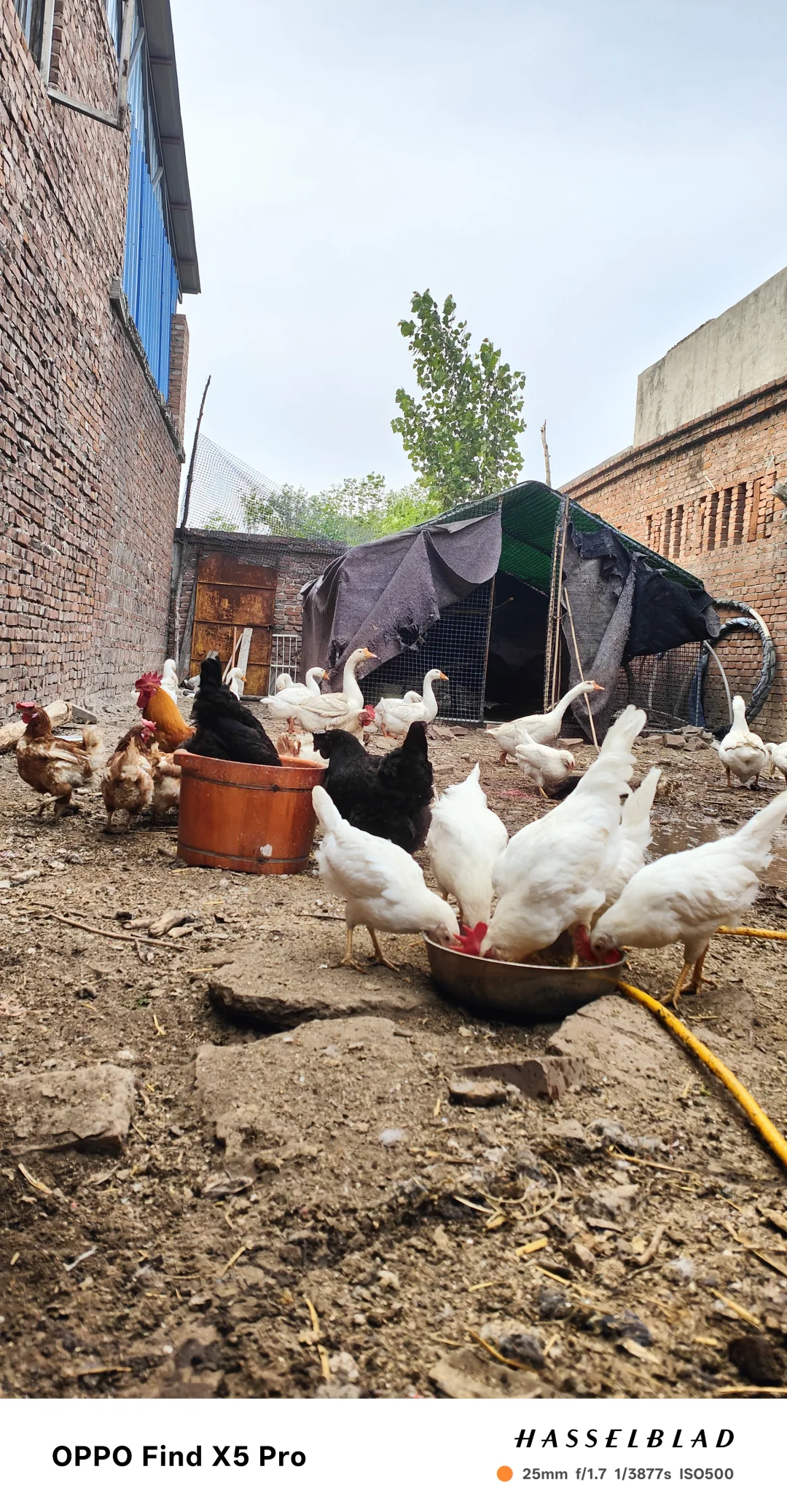 ʯ��ׯ��������