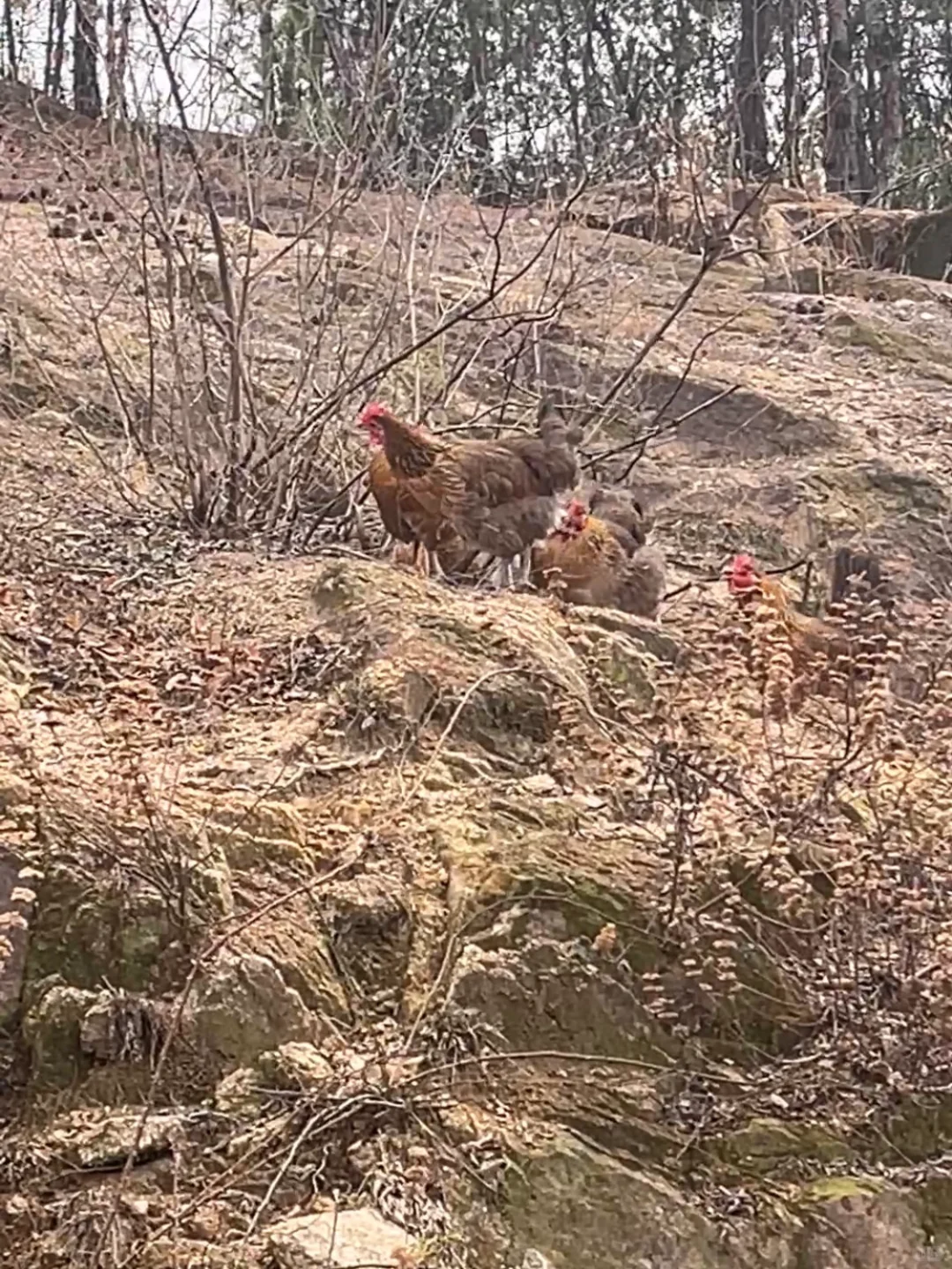 �Լ���ΪʲôҪѡ�������������治�ǡ���