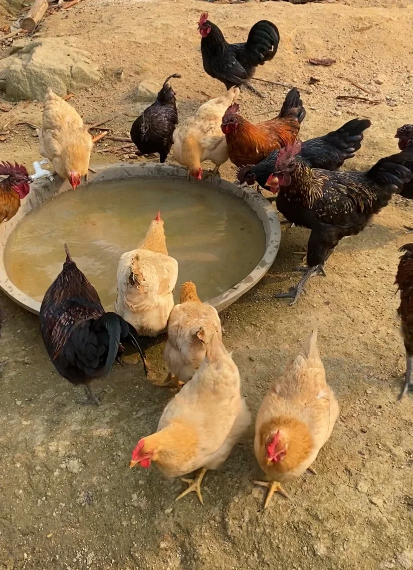 ����������������Ȥ�������