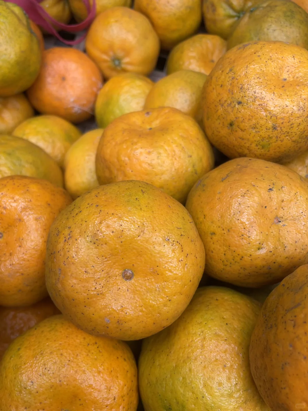 ��һͷ�����������ɱ�̫���ˣ����5200Ԫ