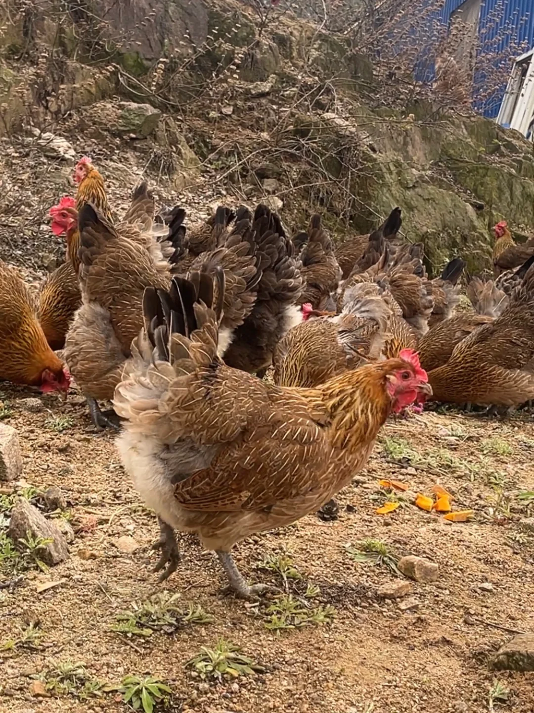 �Լ���ΪʲôҪѡ�������������治�ǡ���