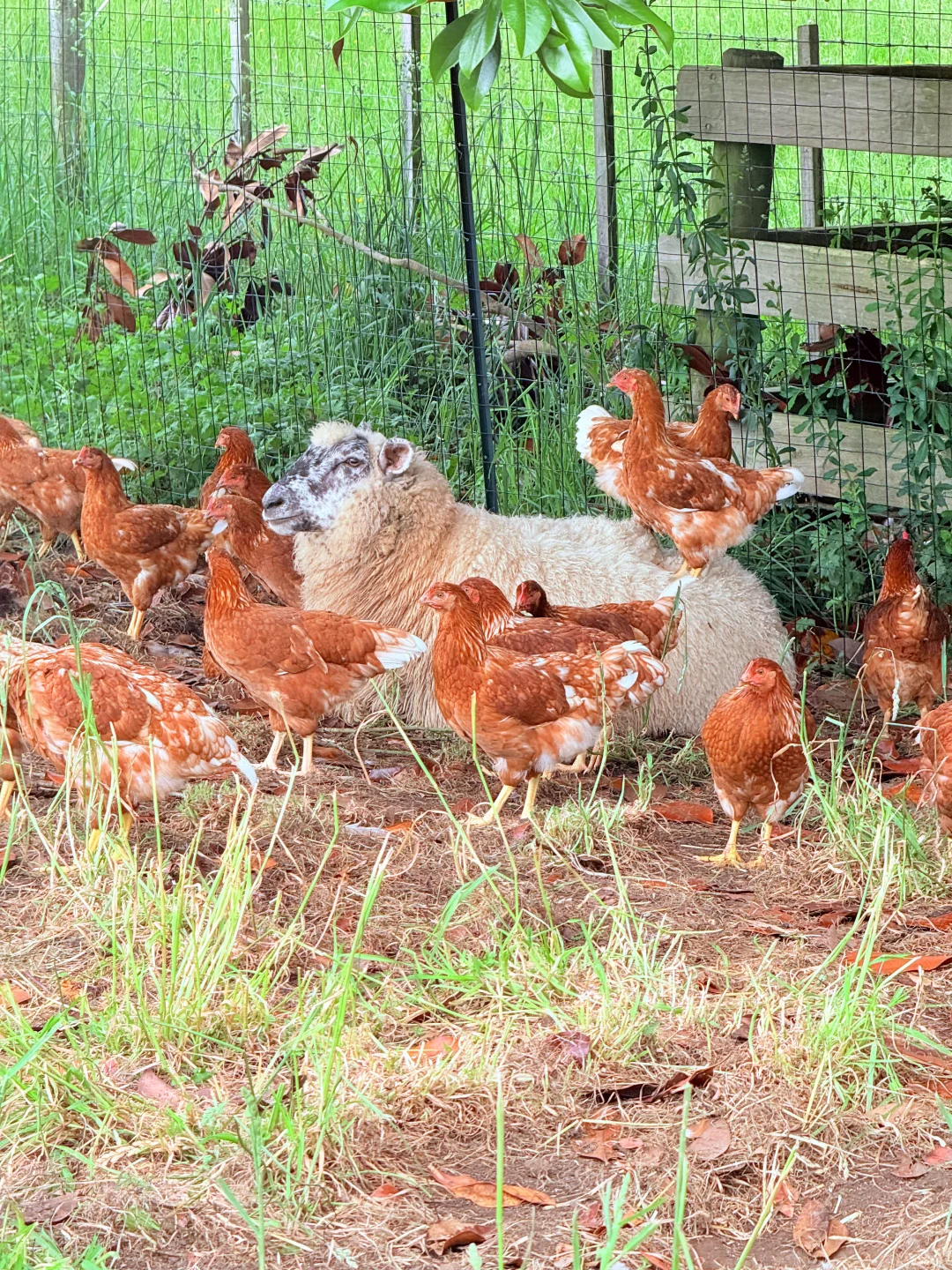 奥克兰散养草鸡蛋?比超市还便宜!12刀30个