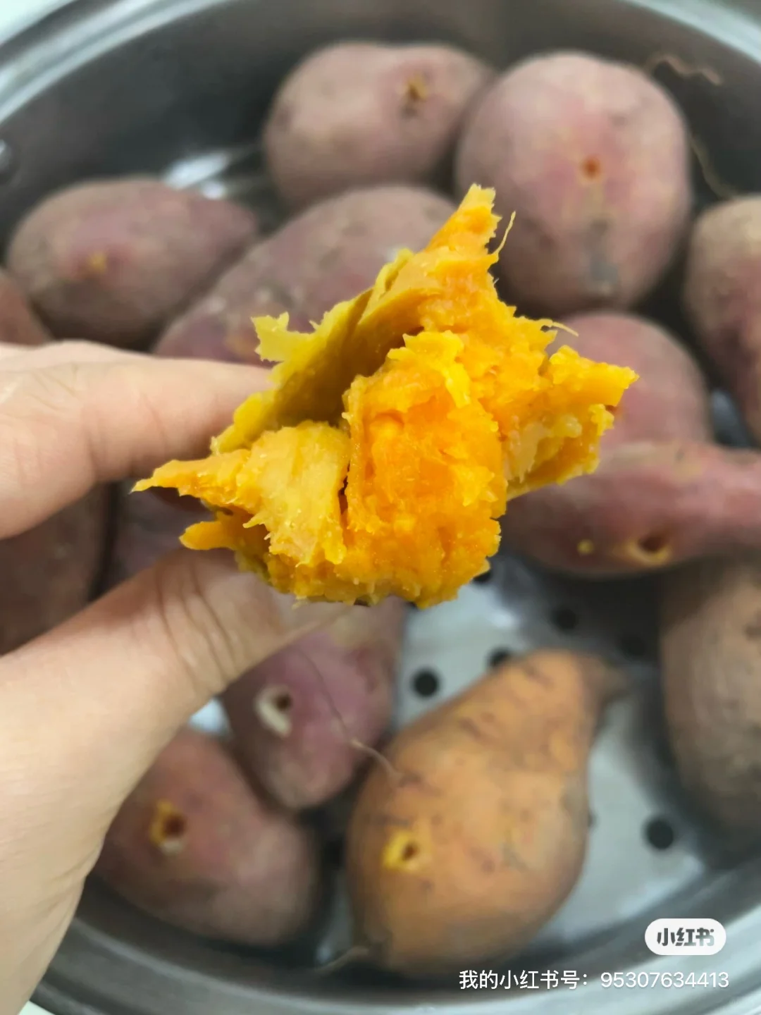 ��һͷ�����������ɱ�̫���ˣ����5200Ԫ