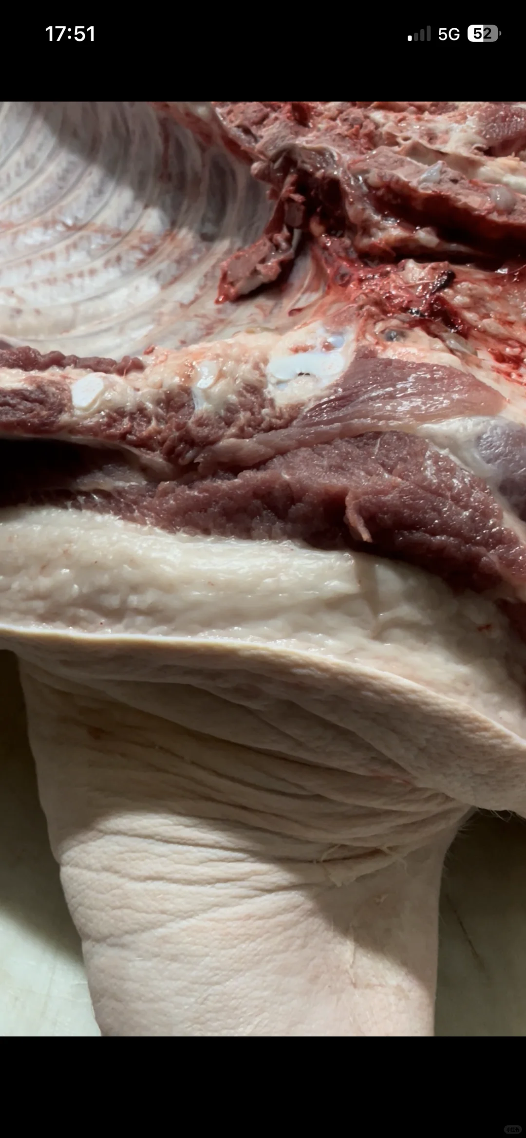 ��һͷ�����������ɱ�̫���ˣ����5200Ԫ