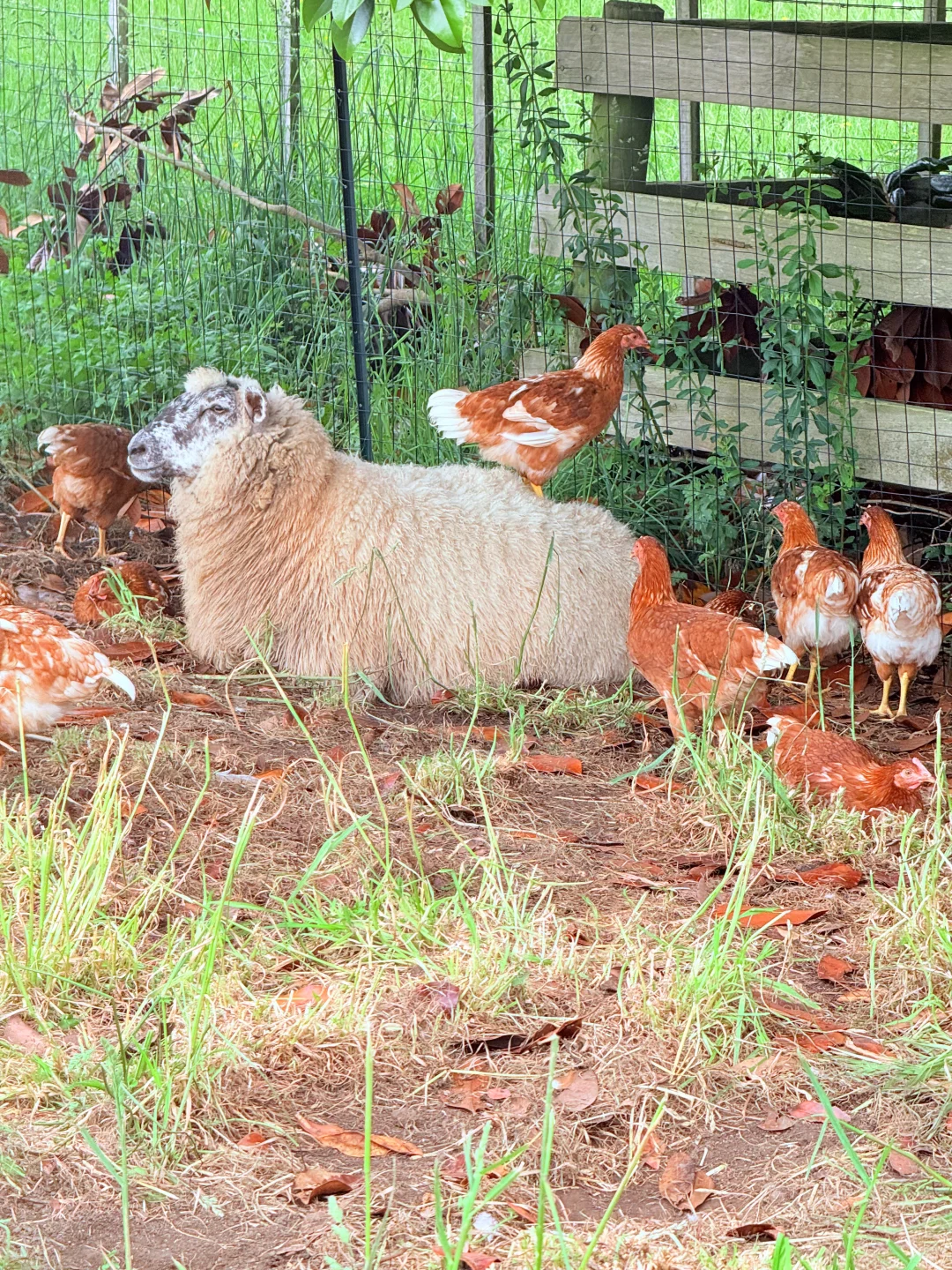 奥克兰散养草鸡蛋?比超市还便宜!12刀30个