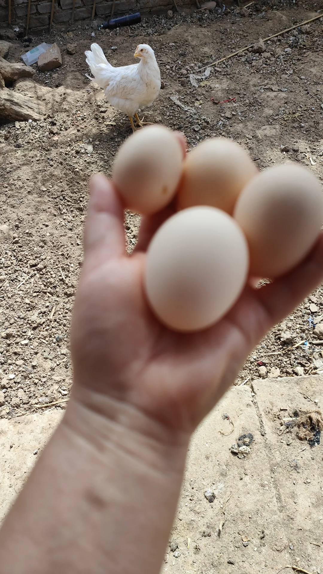 ʯ��ׯ��������