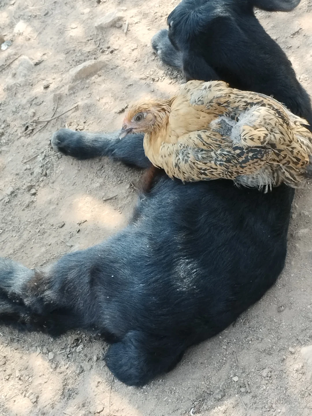 ��������ѡ