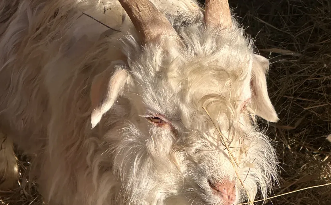 �Լ�������С˧��