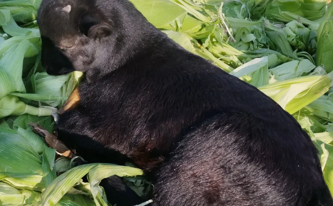 ��������ѡ