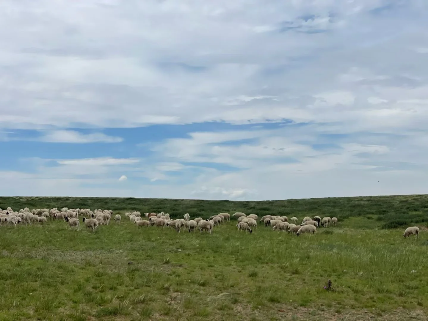 ���ɹŲ�ԭţ�������Ƥ����Ϯ��