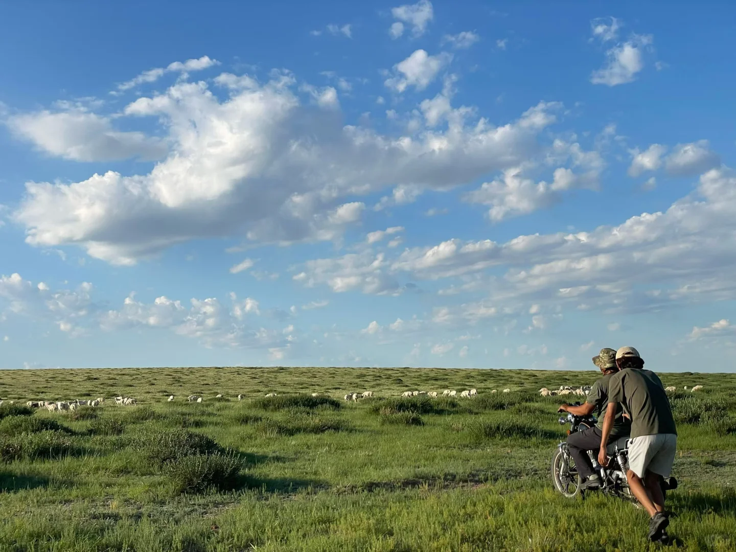 ���ɹŲ�ԭţ�������Ƥ����Ϯ��