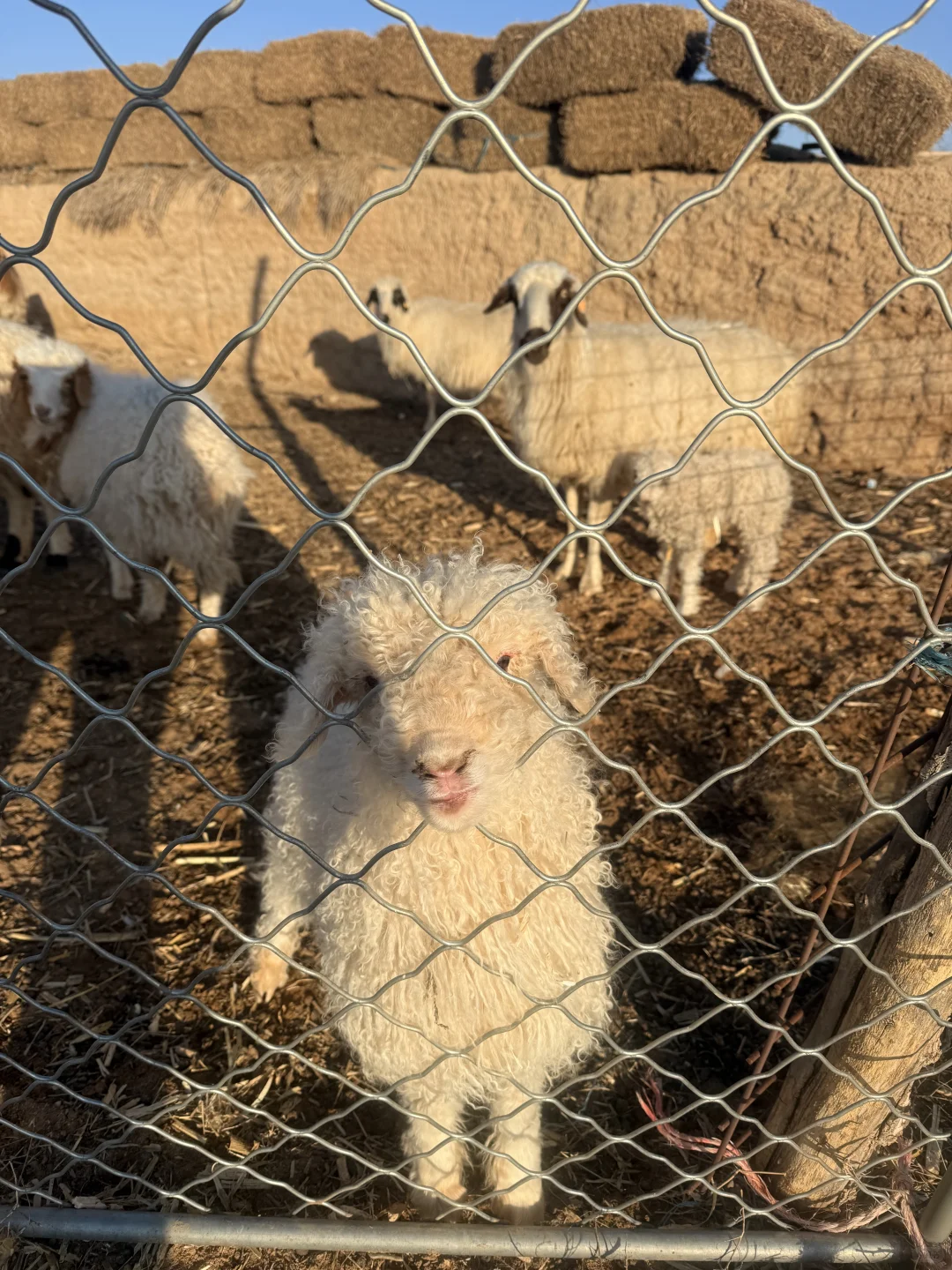 Ϊʲô��˵���ѡ���׼��������Ҳ���