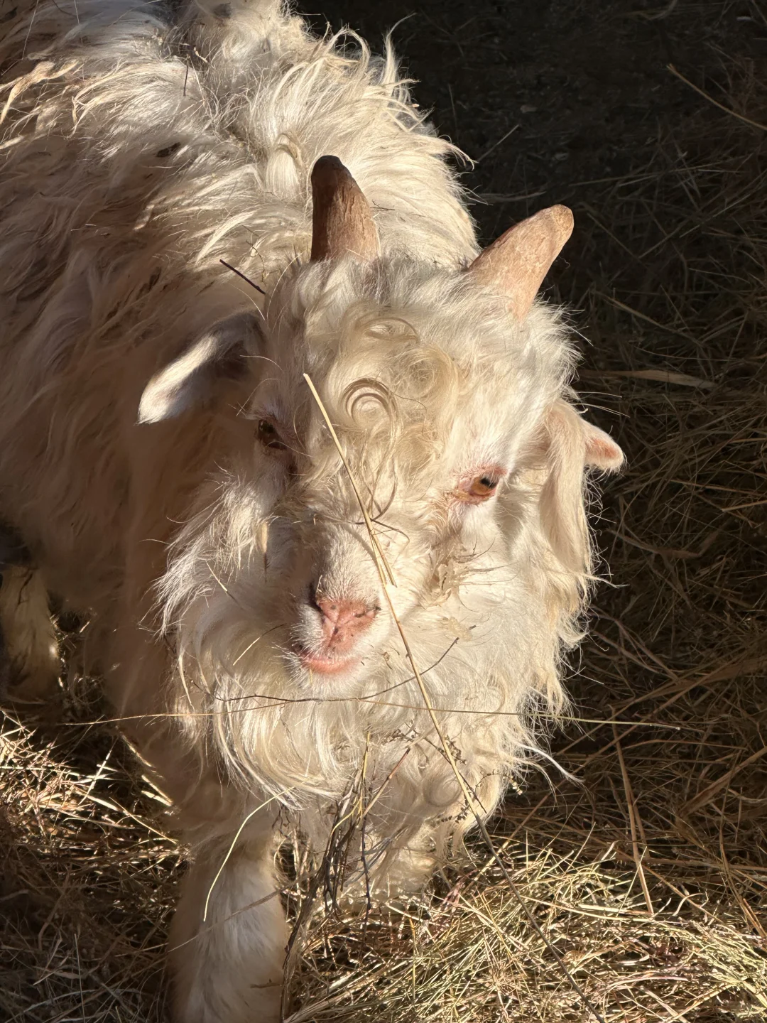 �Լ�������С˧��