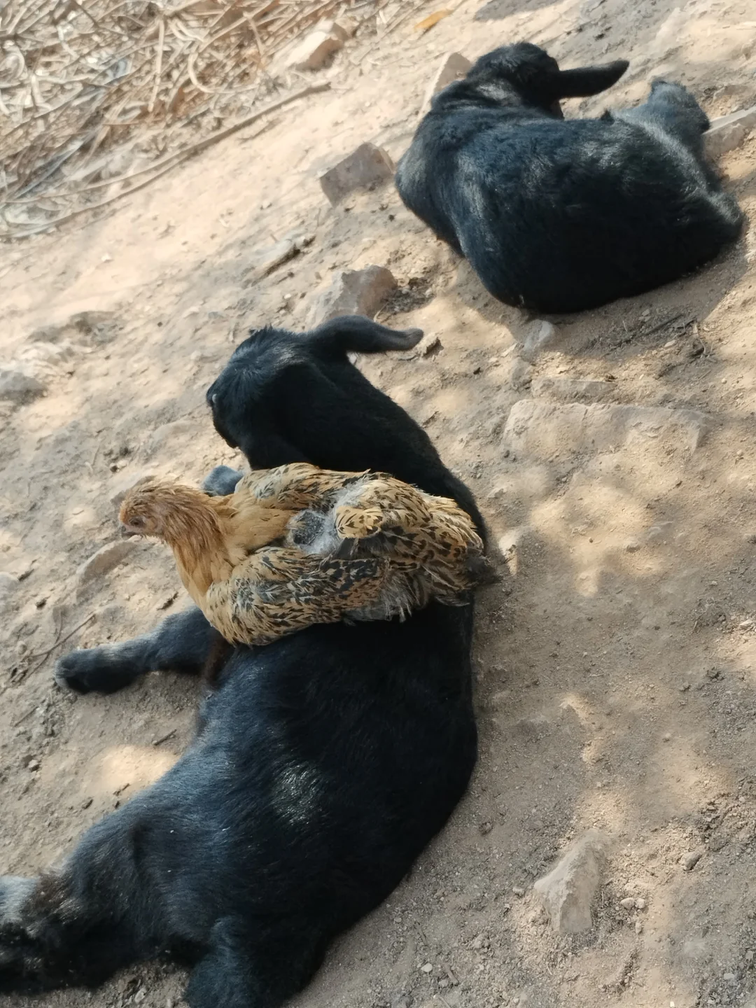 ��������ѡ