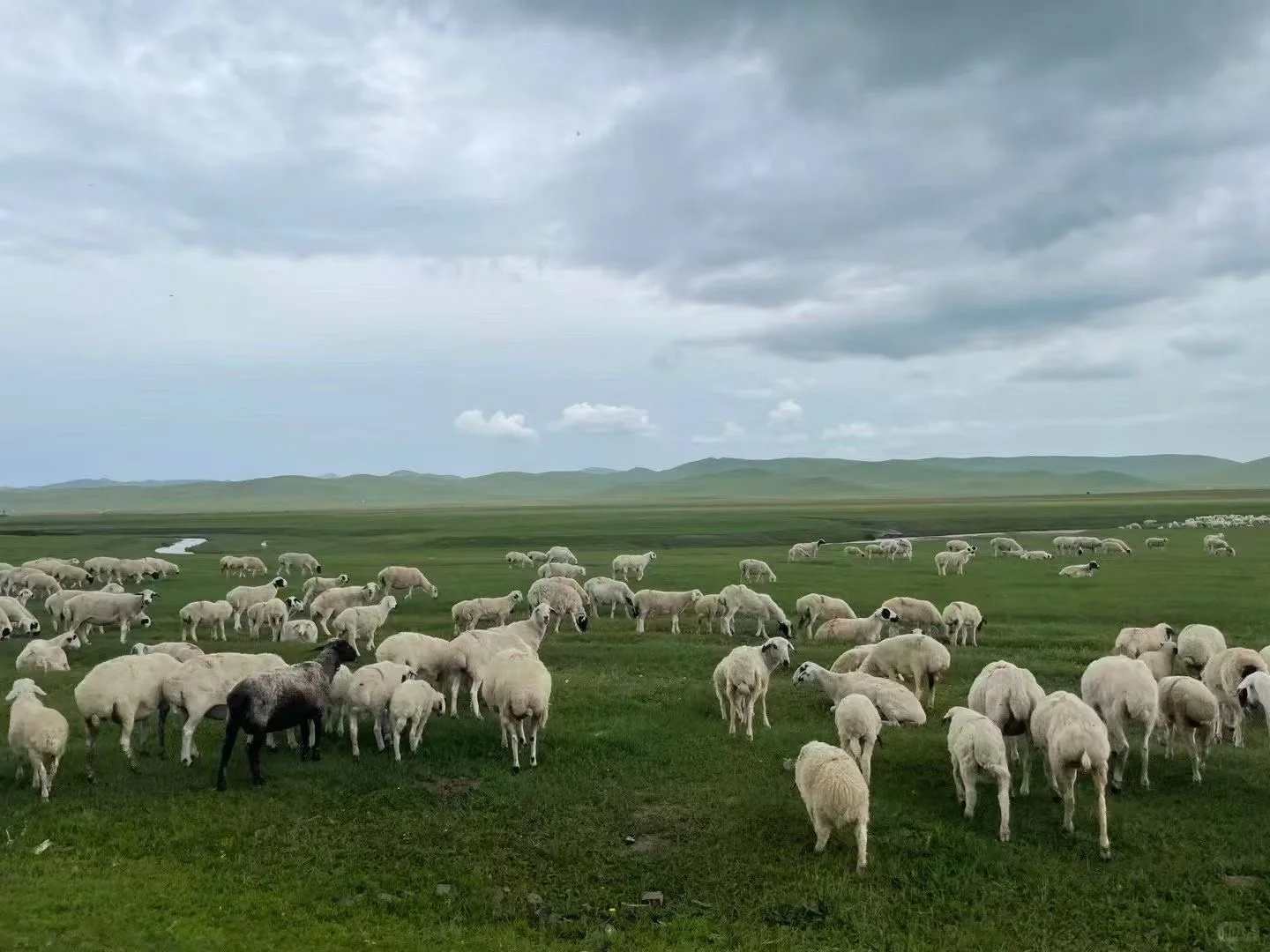 ���ɹŲ�ԭţ�������Ƥ����Ϯ��