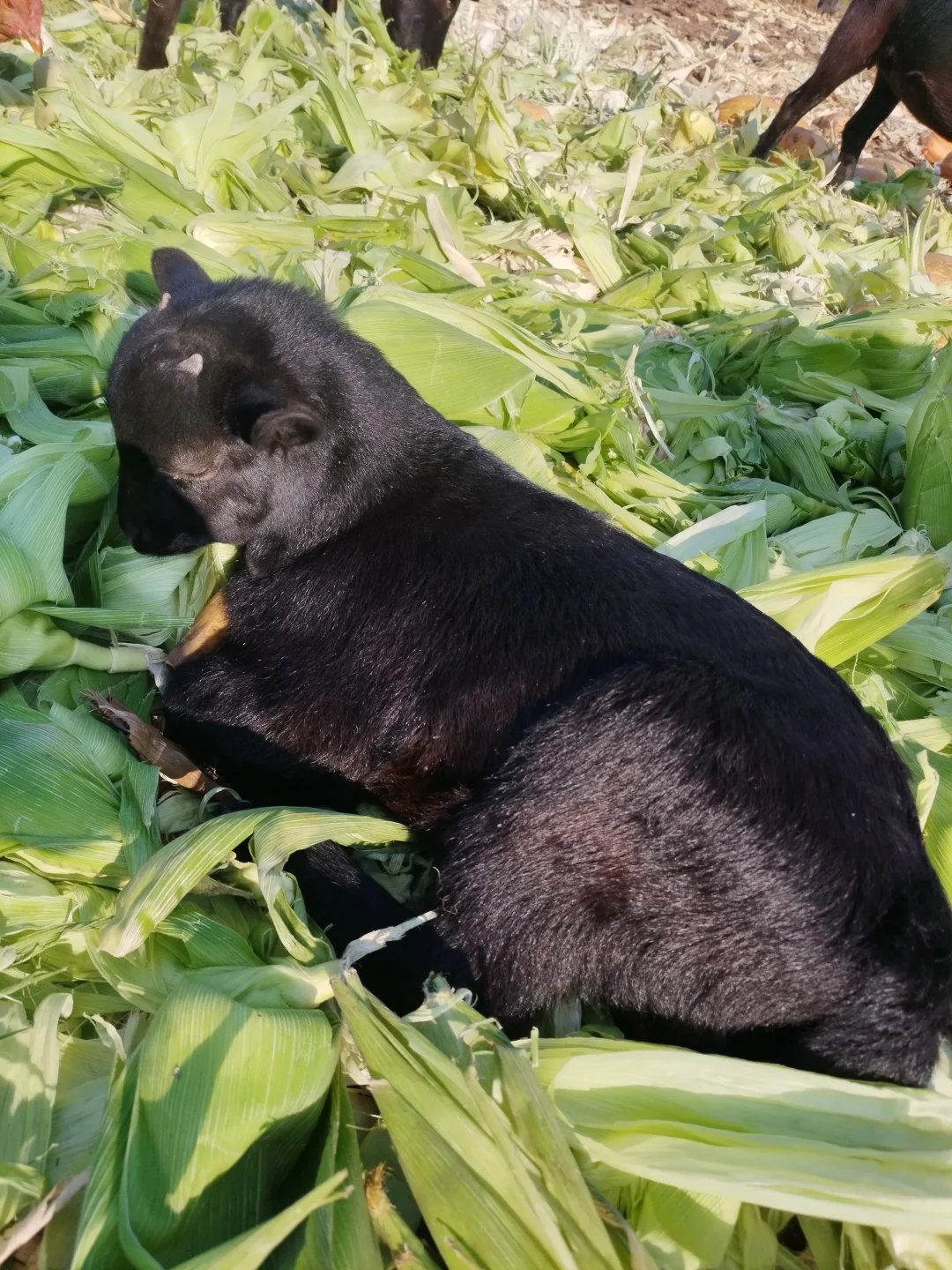 ��������ѡ