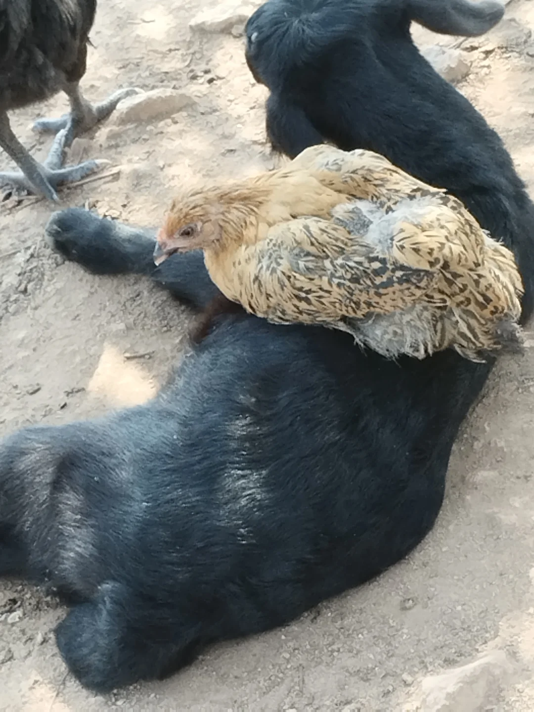 ��������ѡ