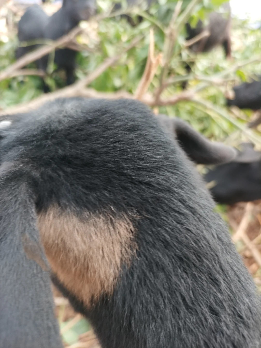 ��������ѡ