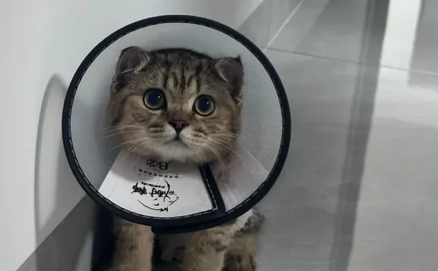 ί��è è������ ϣ������èè���������� Ը����Сè��������