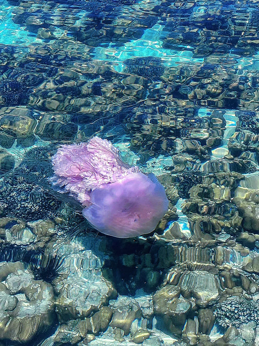 🥥sea moments🌴