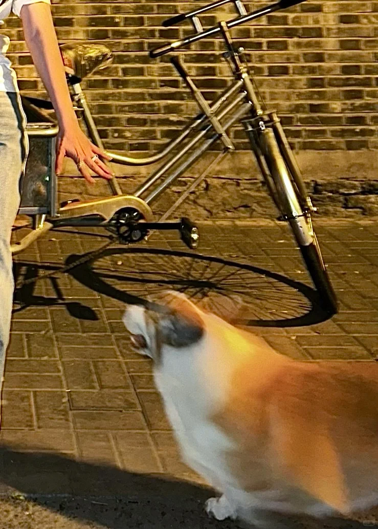 小狗上车