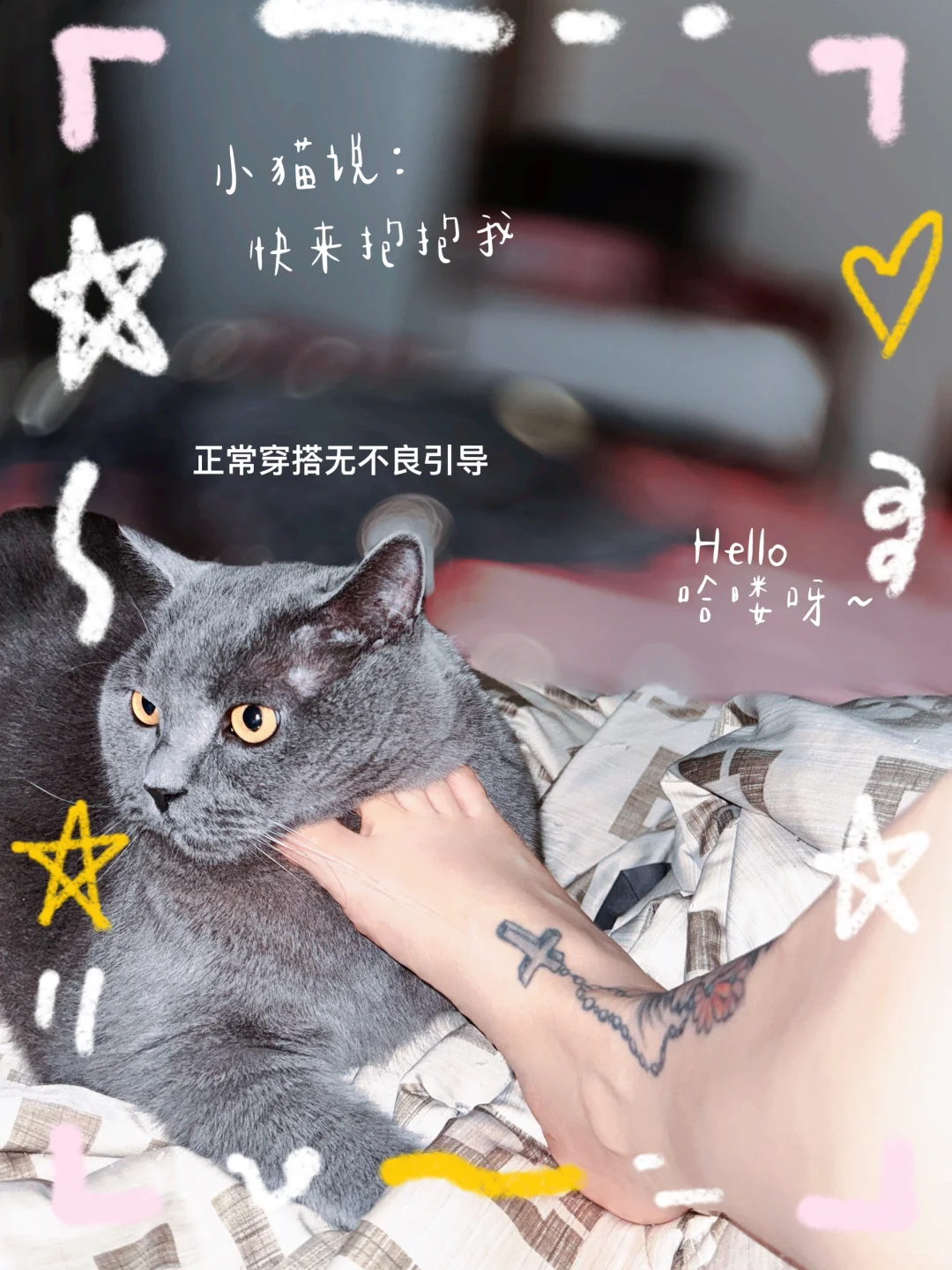 一只流浪猫