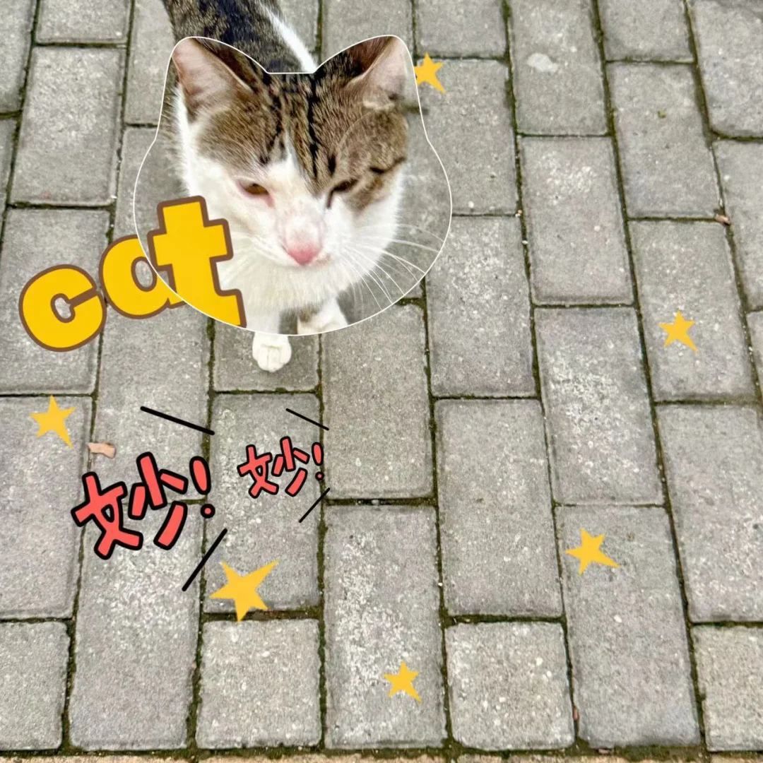 一只流浪猫