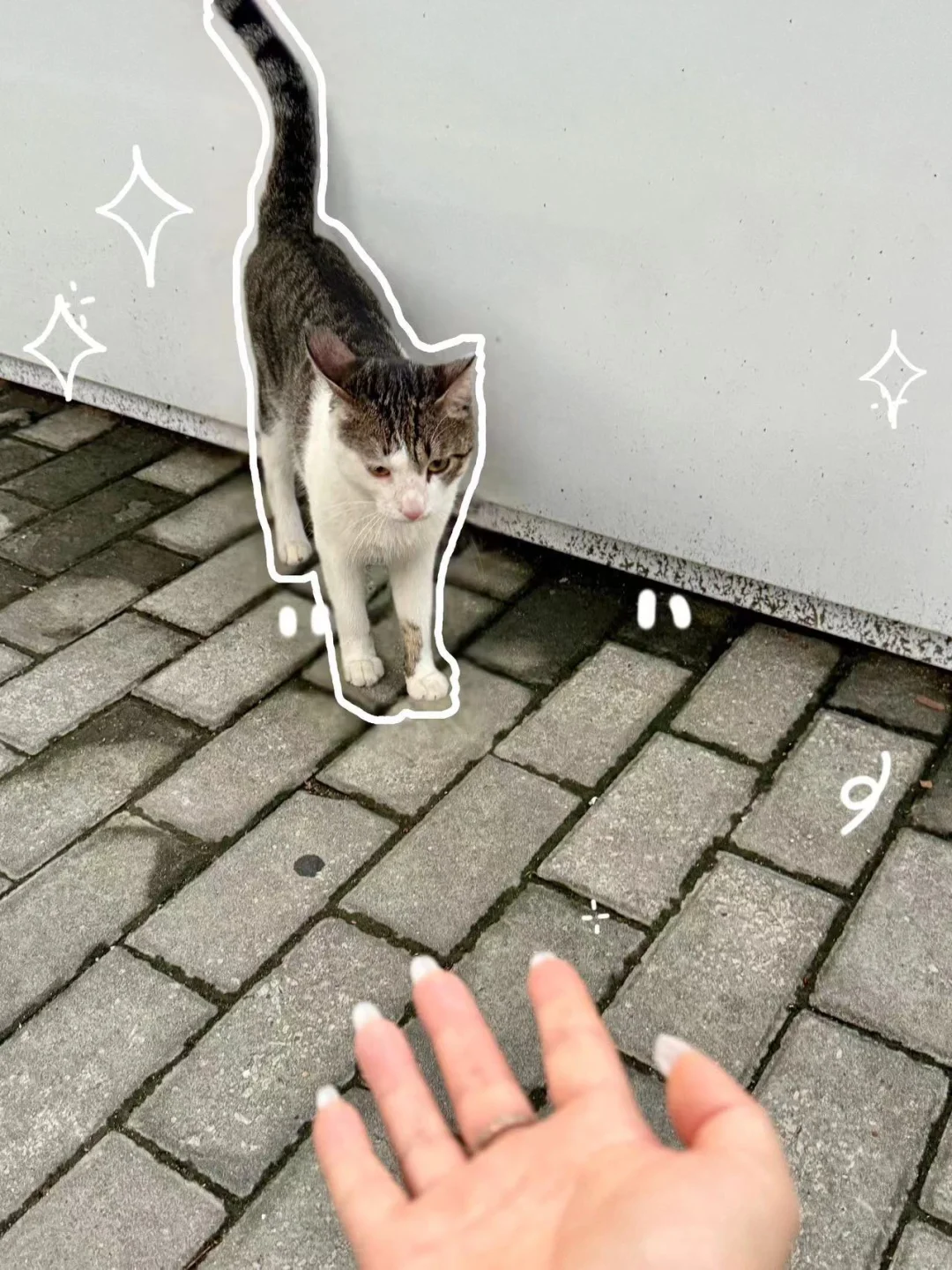 一只流浪猫