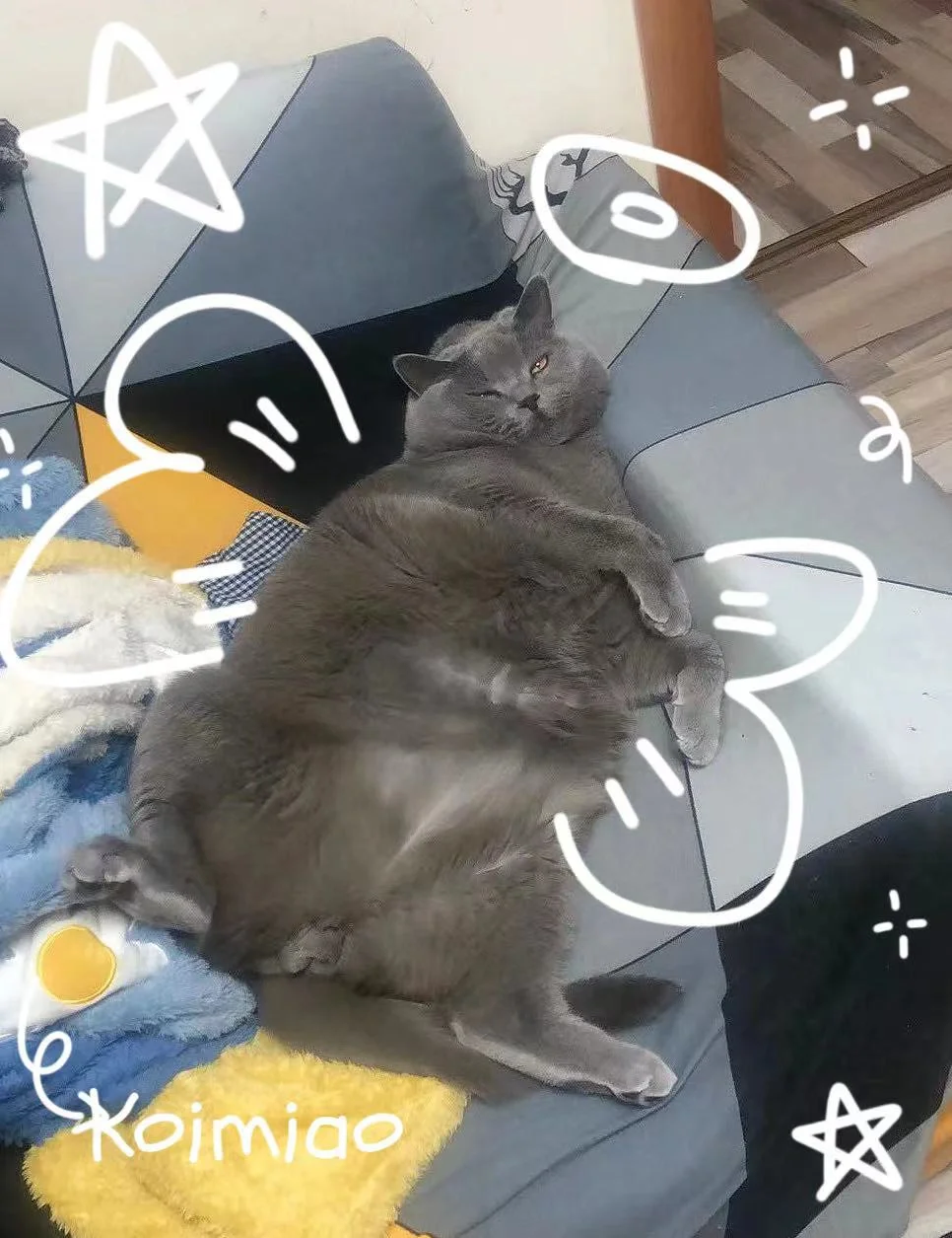 一只流浪猫