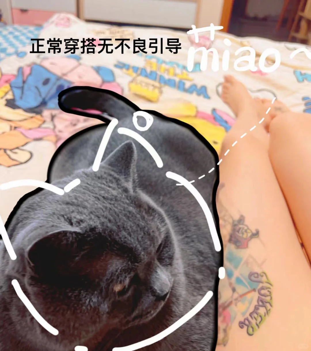 一只流浪猫