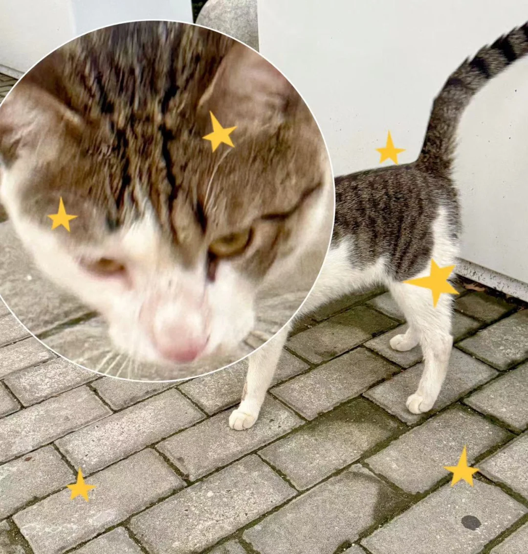 一只流浪猫