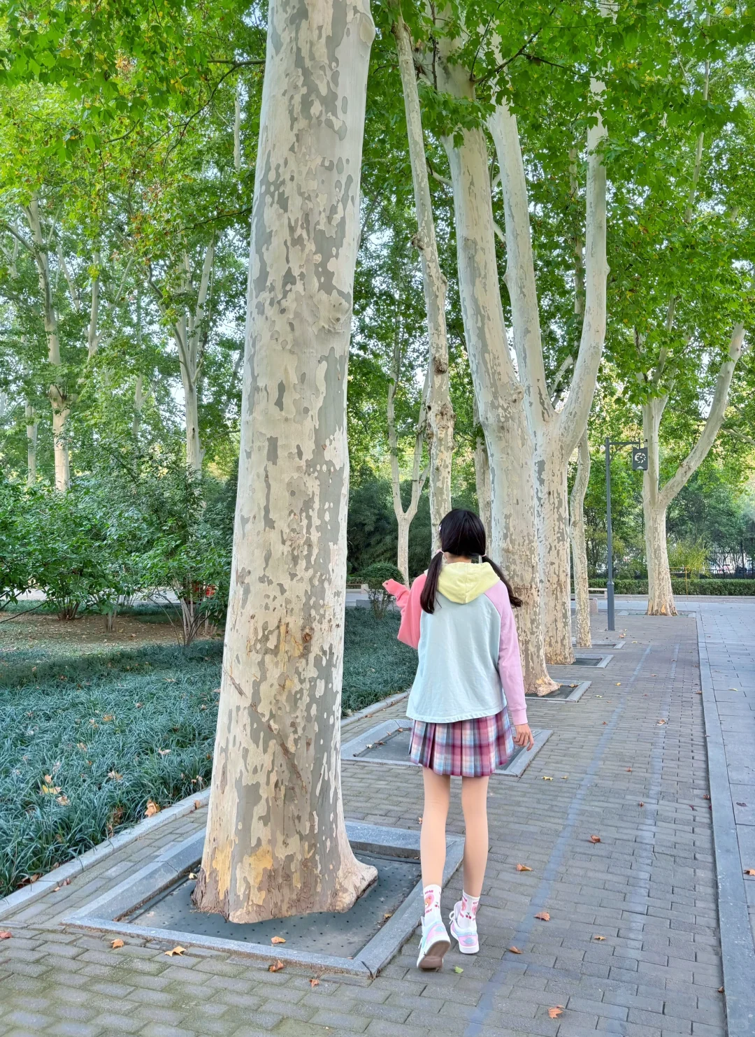 树是梧桐树🍁你是心上人💕