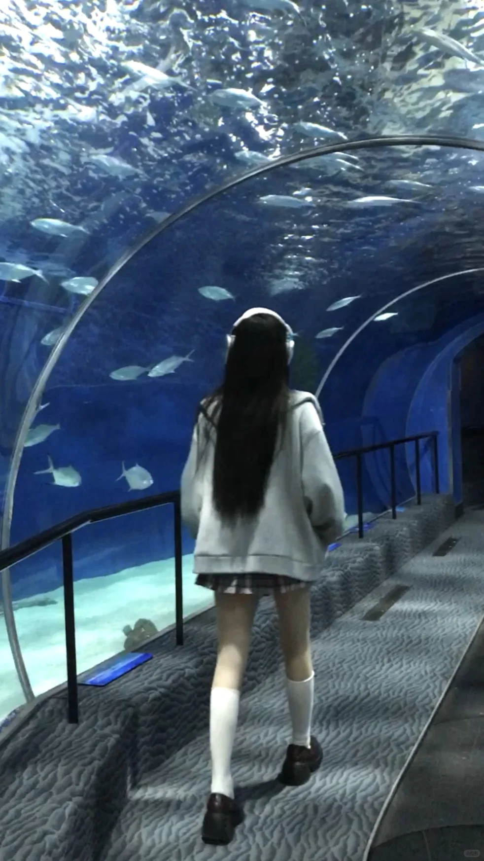 🐬˚˖𓍢ִ໋ 🐋✧˚.🐟⋆💿⋆₊ ⊹✮