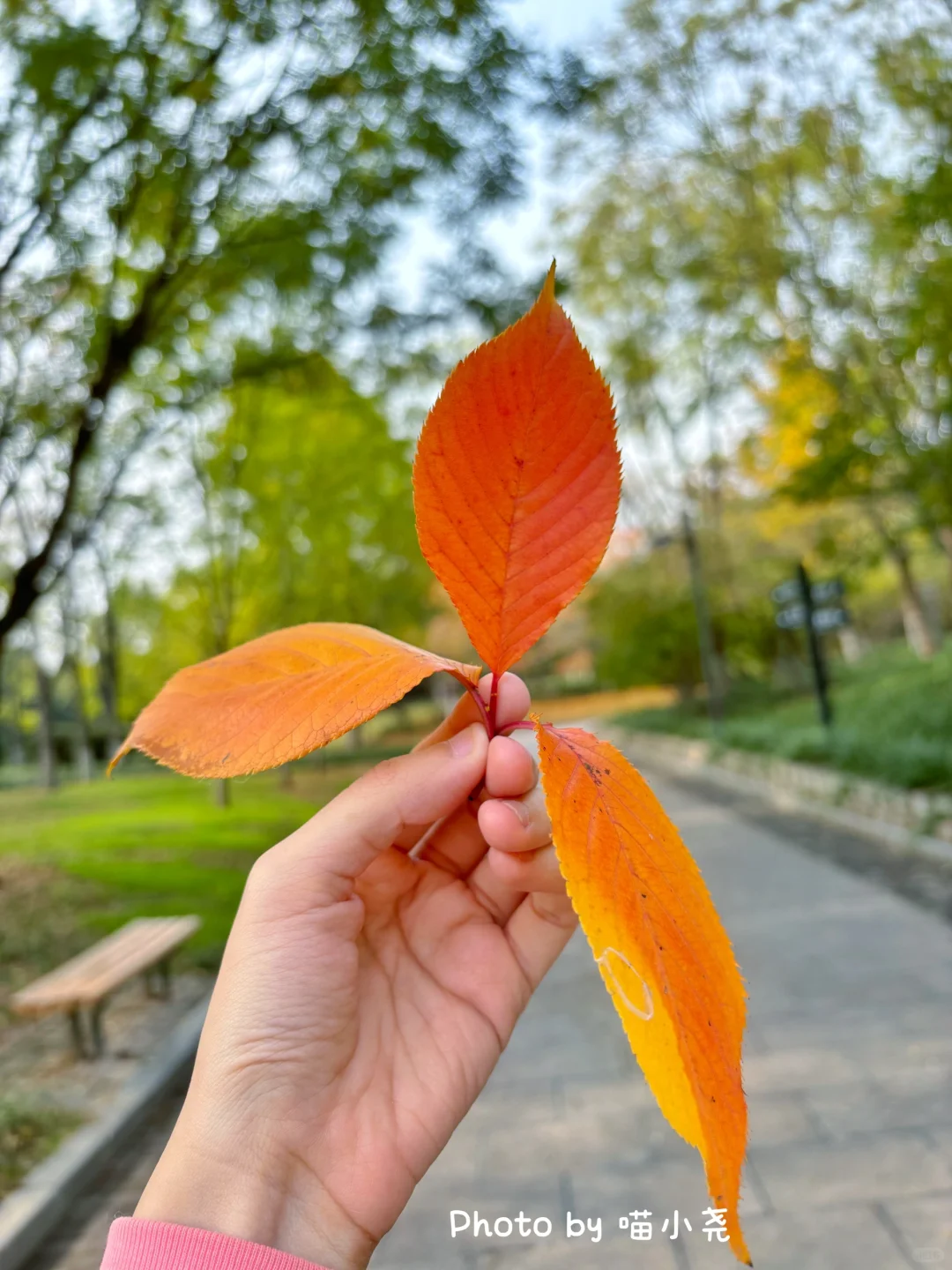 ▹𝗧𝗼𝗱𝗮𝘆🧡赴一场橘子味の晚秋🍊
