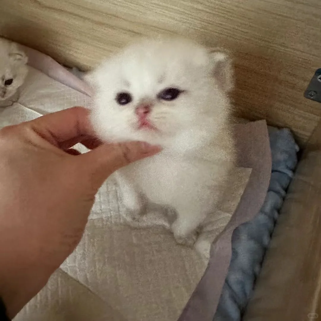 新手必看❗后院猫、营养不良、瘦的区别