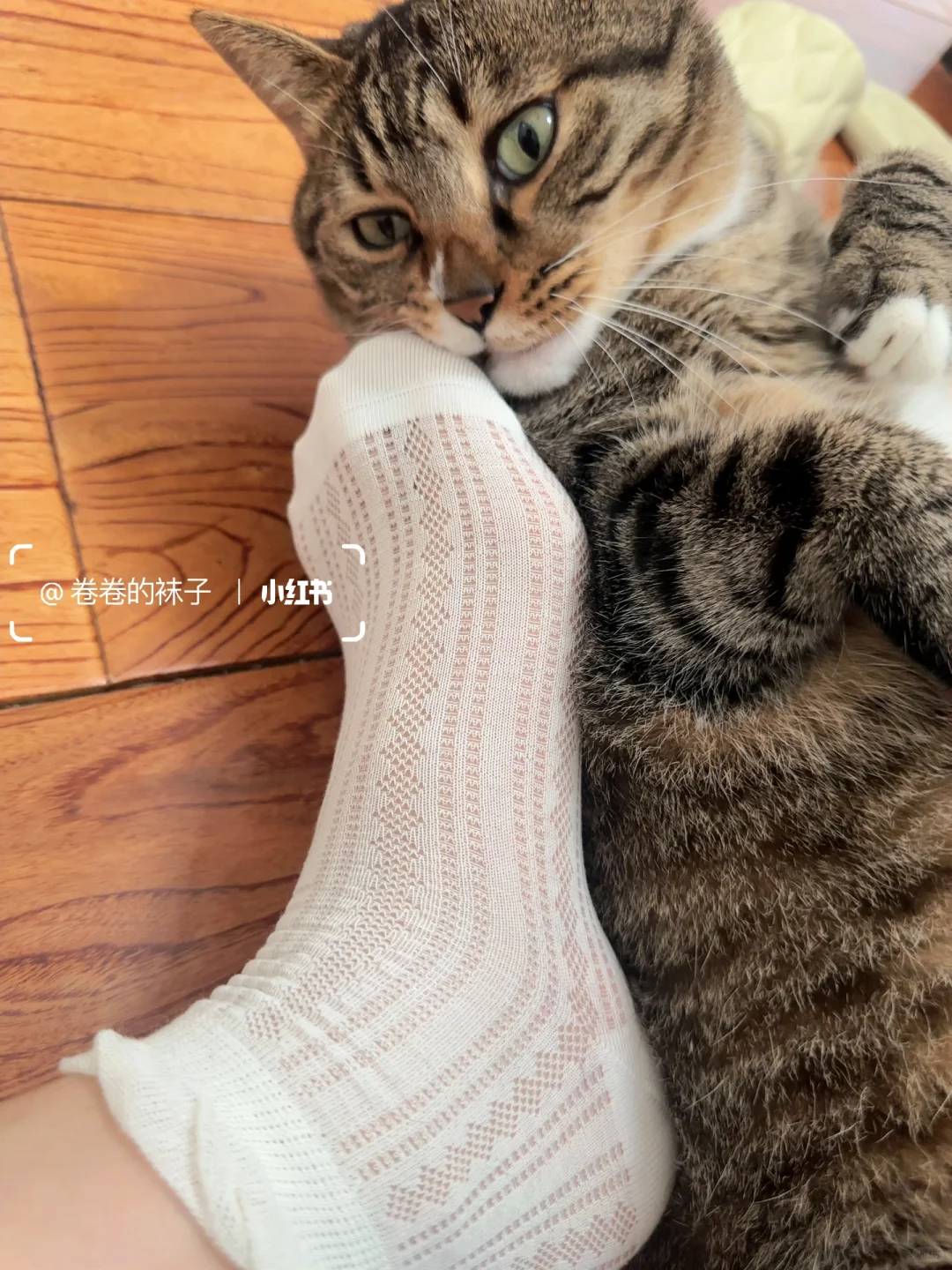 小猪咪🐱都爱的袜子😘